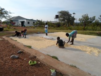 Kinder des Kadem-Kinderheims beim Trocknen von Mais