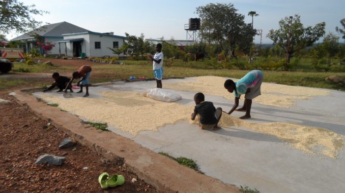 Kinder des Kadem-Kinderheims beim Trocknen von Mais